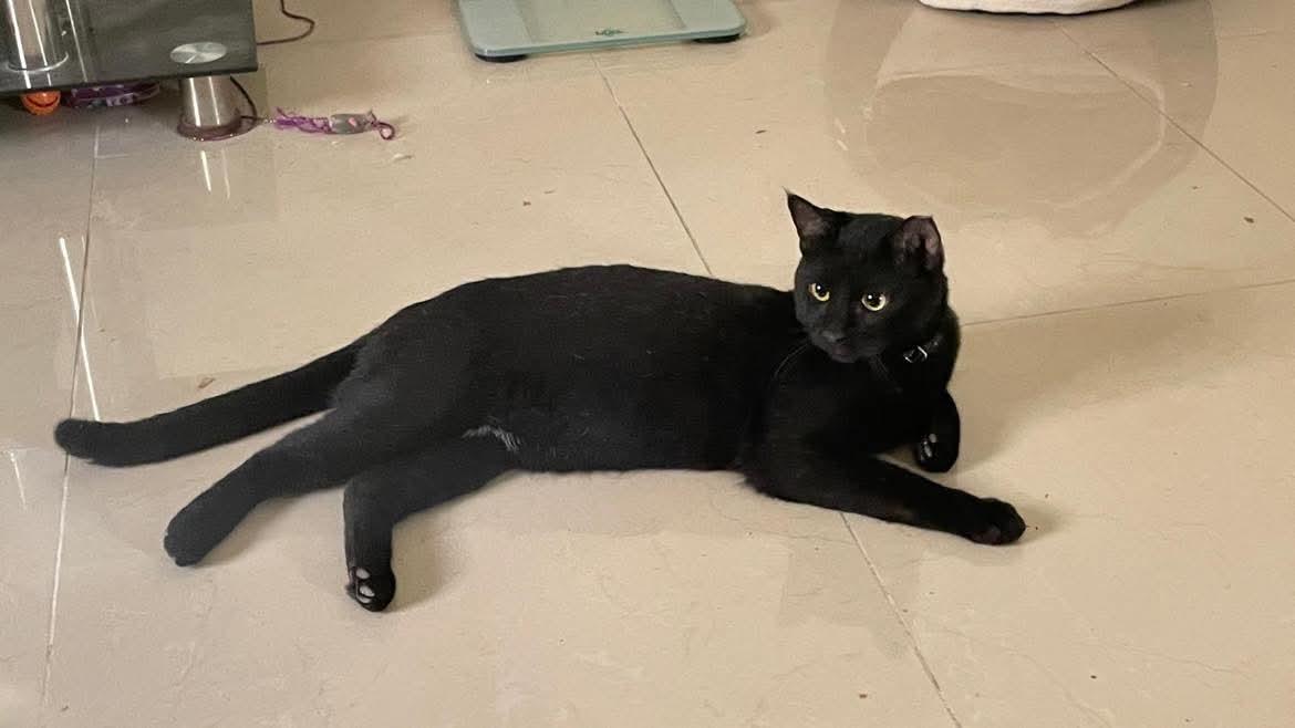 Enlarge Basyak, a Adoptable Domestic Short Hair in Waltham, MA image 2/5