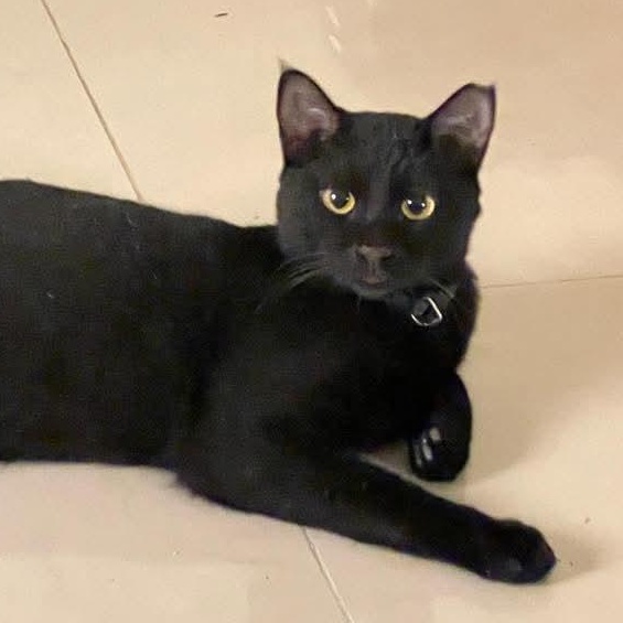 Basyak, Adoptable, Young Male Domestic Short Hair.