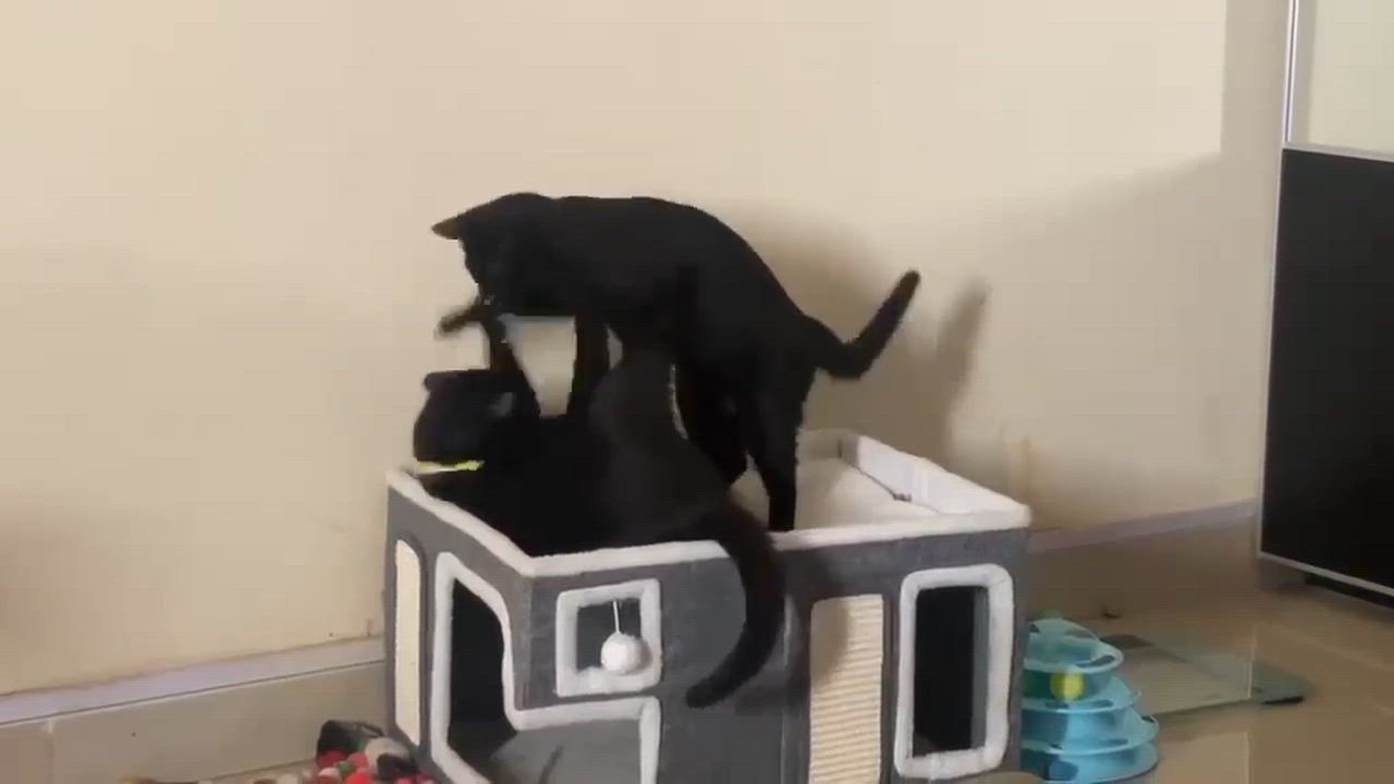 Enlarge Basyak, a Adoptable Domestic Short Hair in Waltham, MA video 5/5