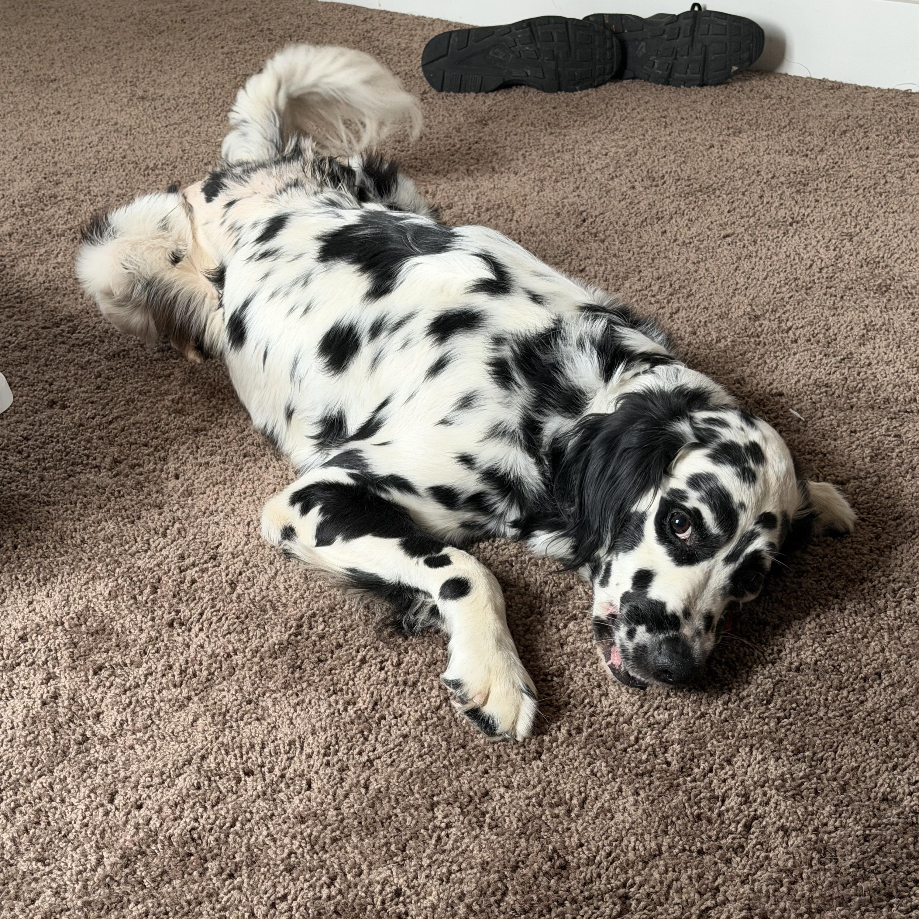 Obi-ADOPTION PENDING, ADOPTABLE, Adult Male Dalmatian.