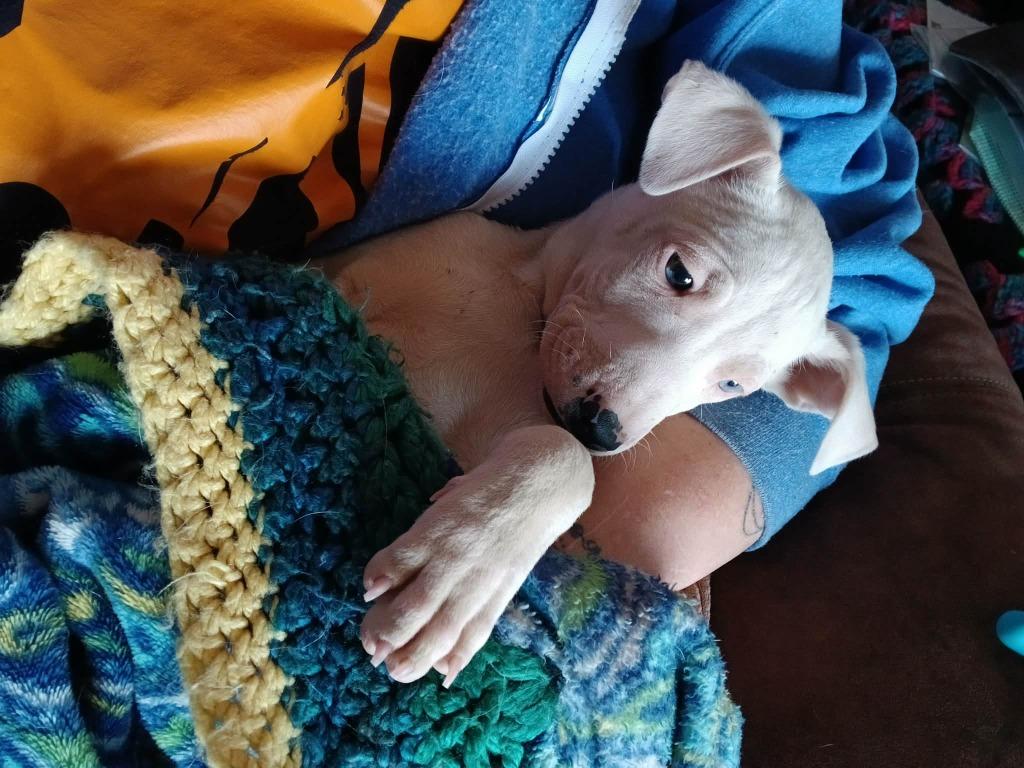 Wrinkles, Adoptable, Puppy Male Mixed Breed & Terrier.