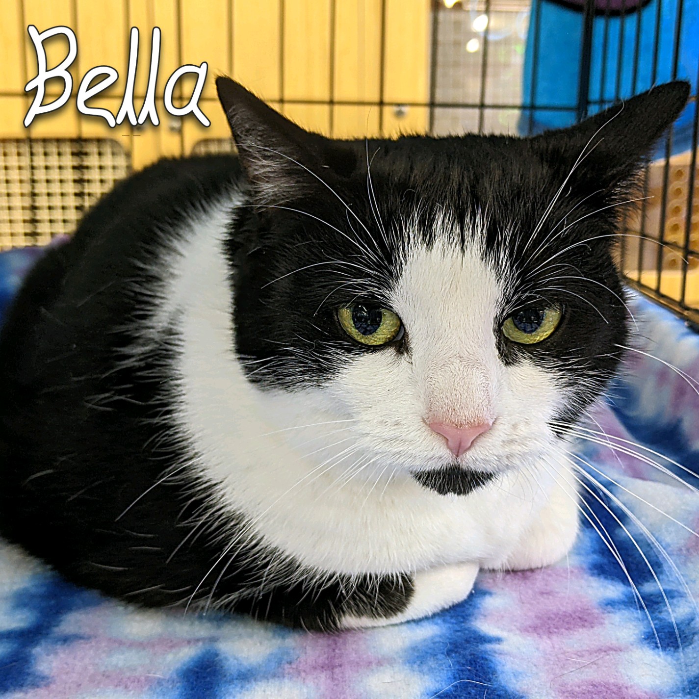 Enlarge Bella, an adoptable Domestic Short Hair in Great Mills, MD image 1/1