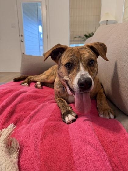 Enlarge Baby Peach (in foster), a Adoptable mixed breed in San Marcos, TX image 1/5