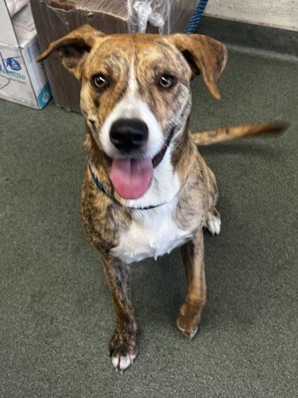 Baby Peach, Adoptable, Puppy Female Labrador Retriever & Mixed Breed.