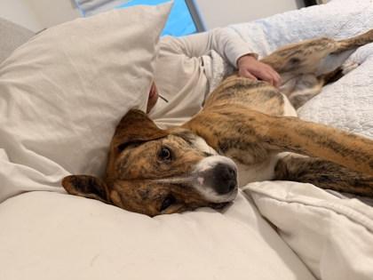 Baby Peach (in foster) — thumbnail 4