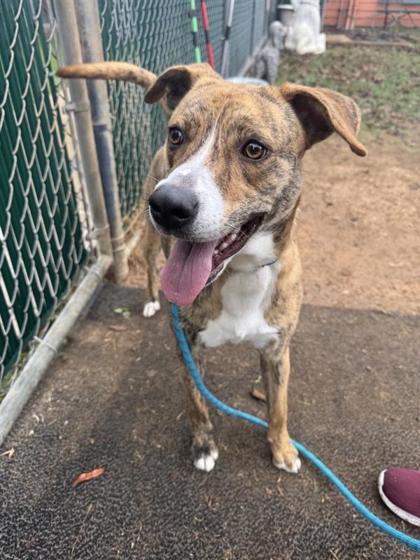 Enlarge Baby Peach, a Adoptable mixed breed in San Marcos, TX image 5/6