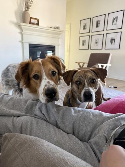 Baby Peach (in foster) — thumbnail 5