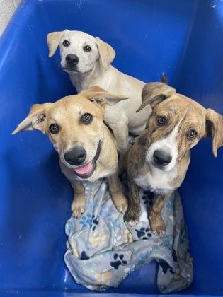 Baby Peach, a Adoptable mixed breed in San Marcos, TX image 3/3