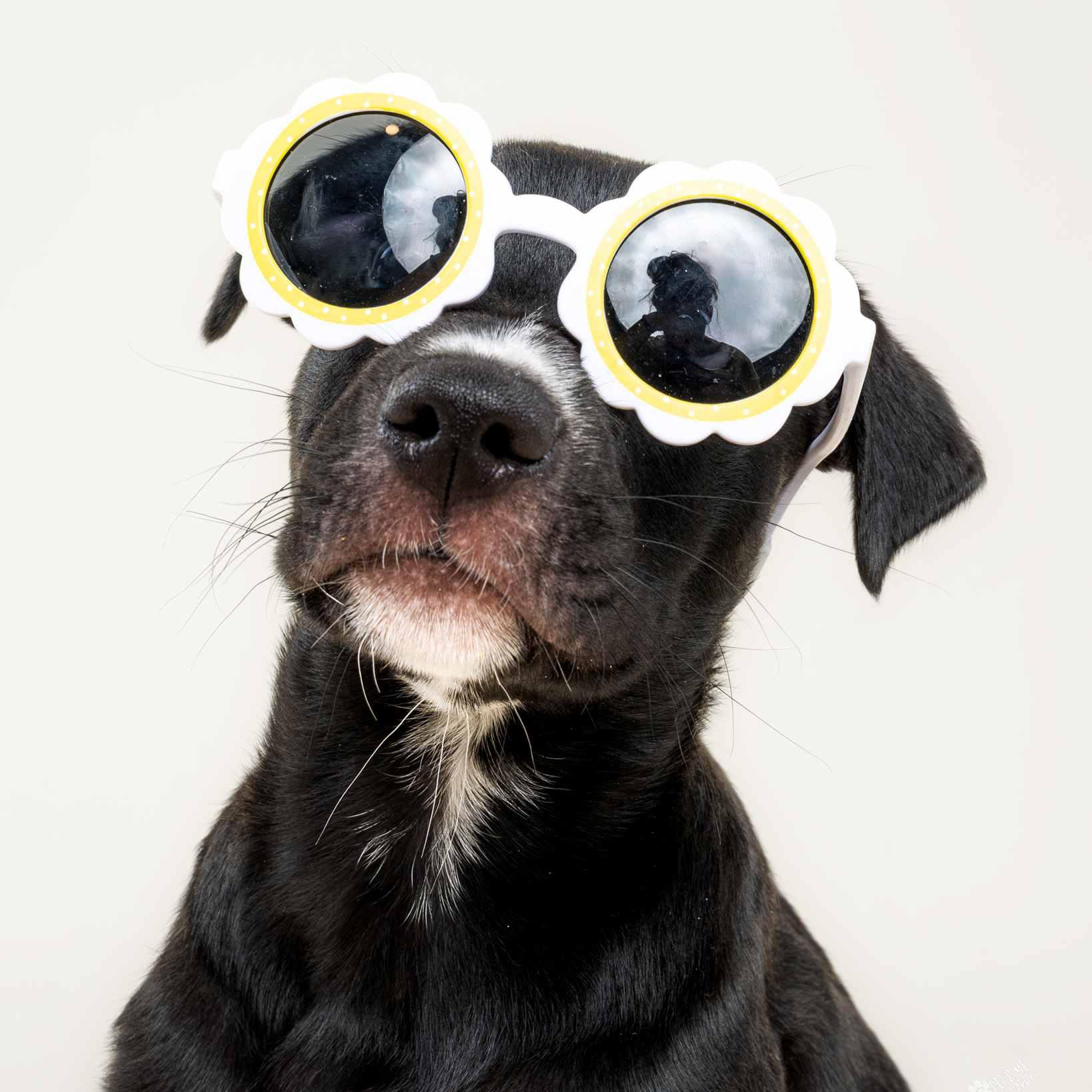 Enlarge Dovekie, a Adoptable mixed breed in Schaumburg, IL image 3/6
