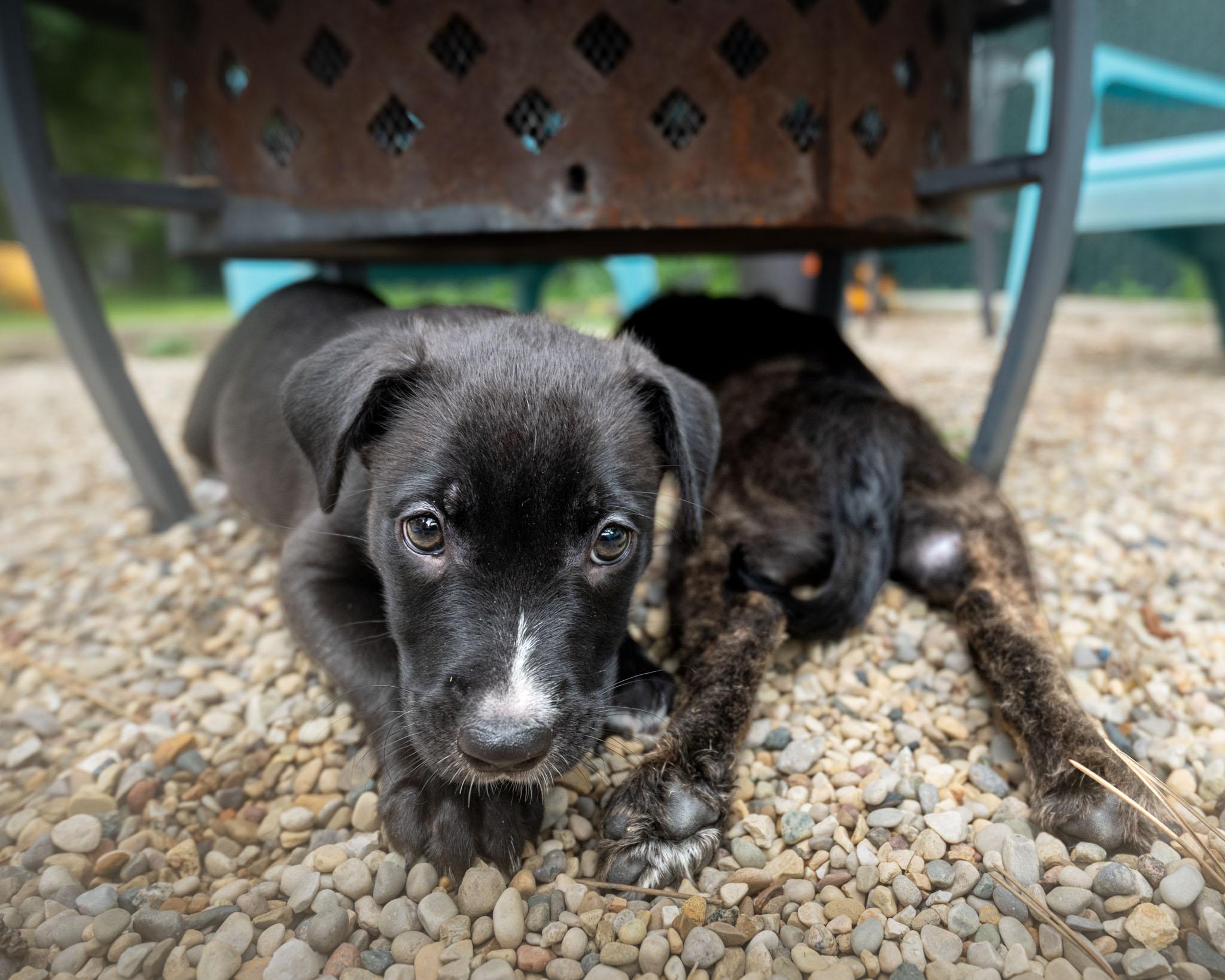 Enlarge Dovekie, a Adoptable mixed breed in Schaumburg, IL image 5/6