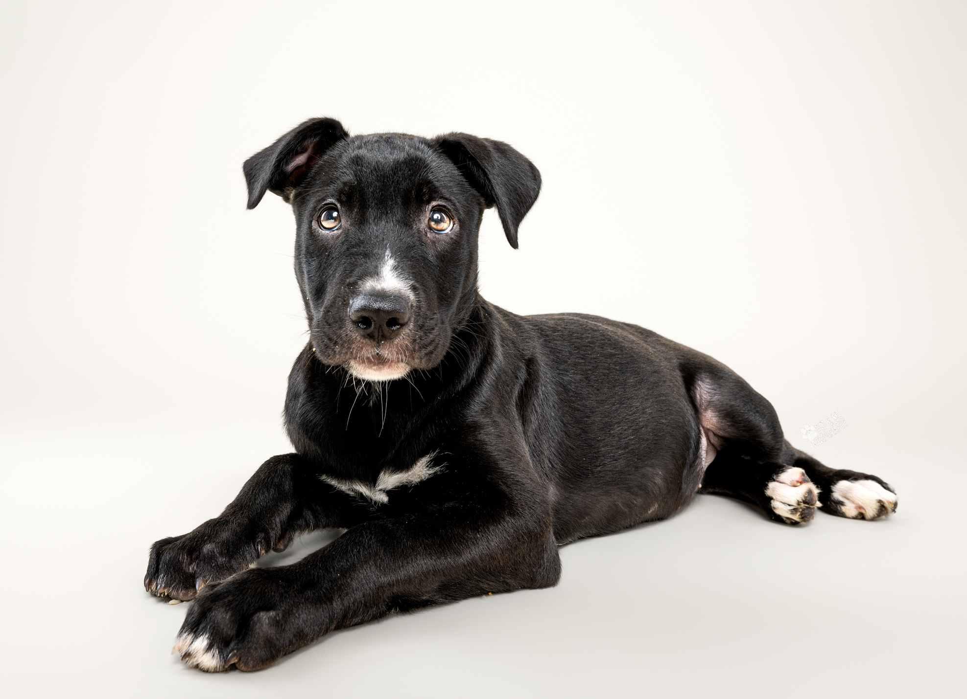 Dovekie, Adoptable, Puppy Female Mixed Breed.