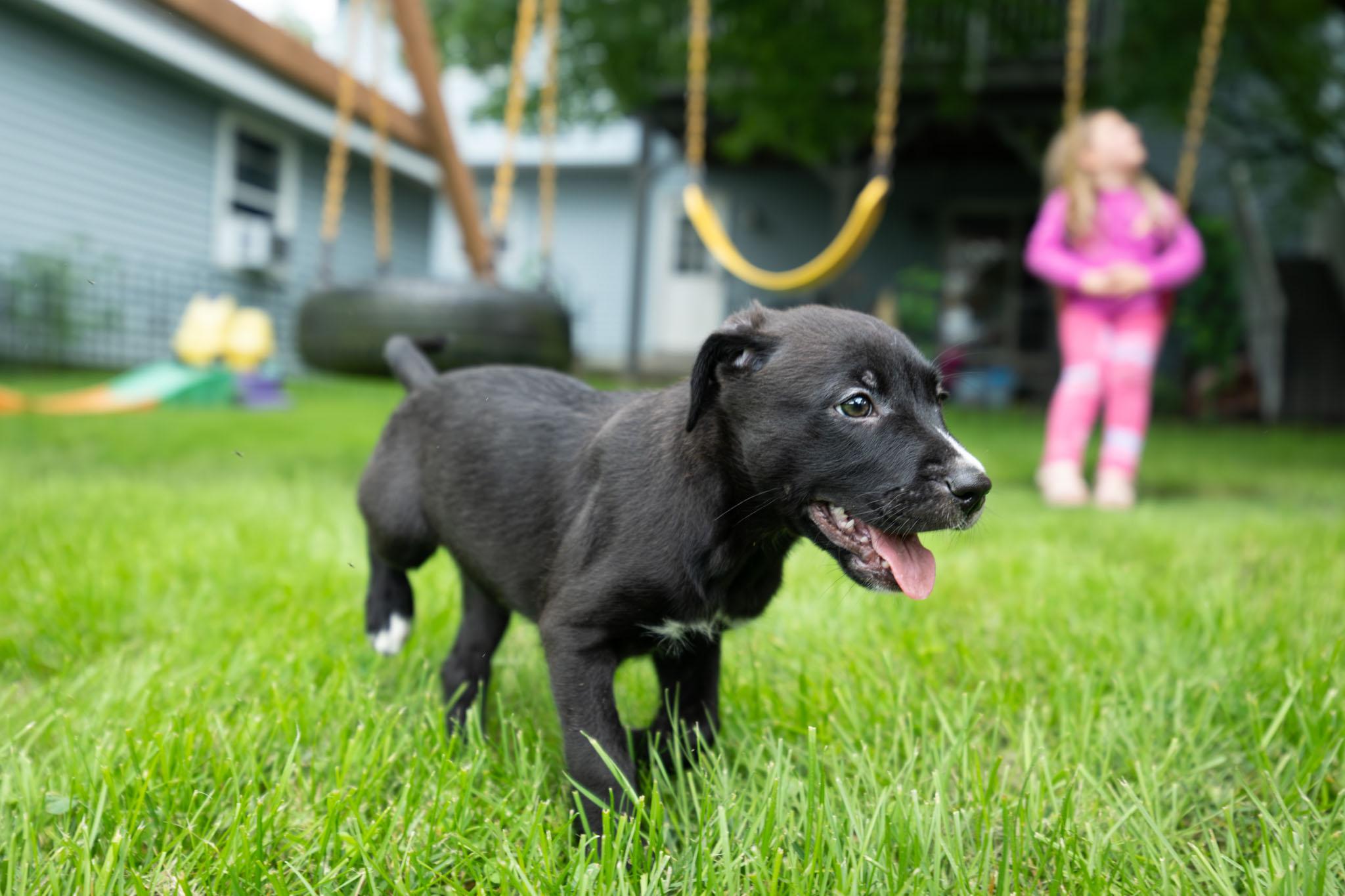 Enlarge Dovekie, a Adoptable mixed breed in Schaumburg, IL image 4/6