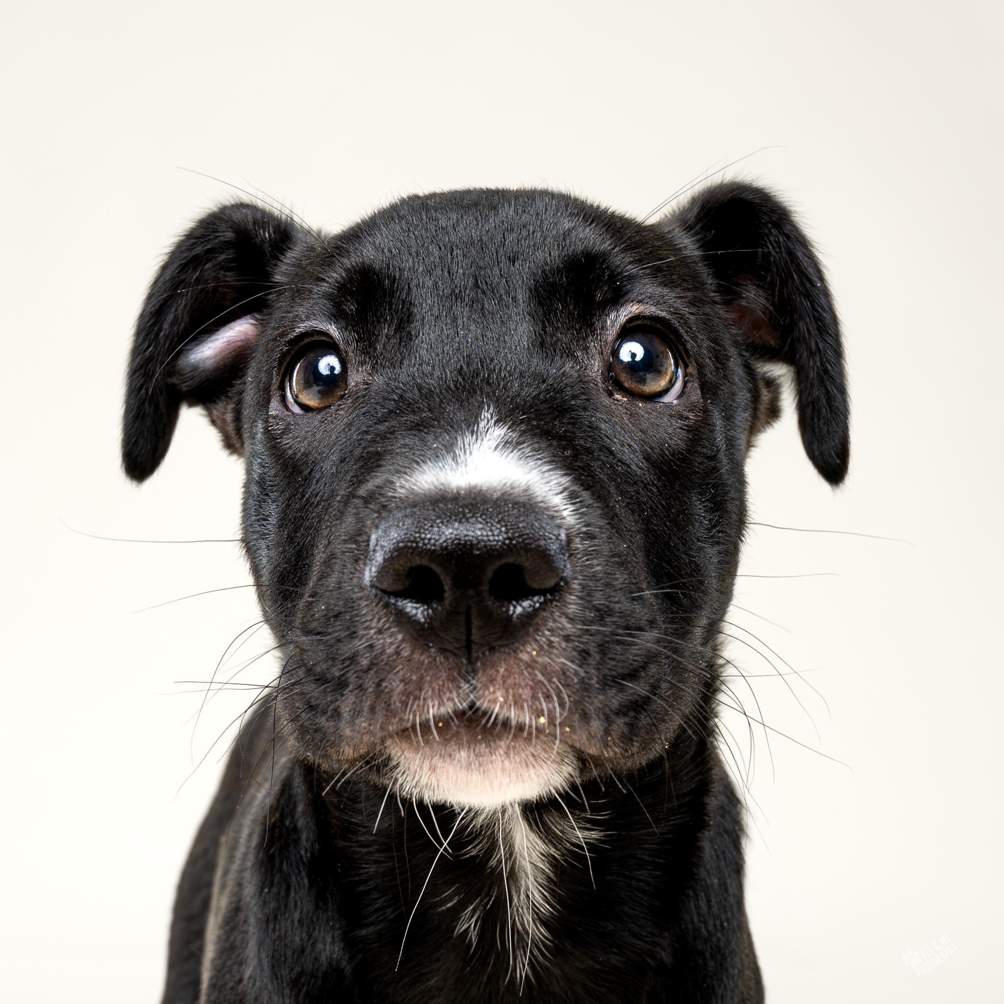 Enlarge Dovekie, a Adoptable mixed breed in Schaumburg, IL image 1/6