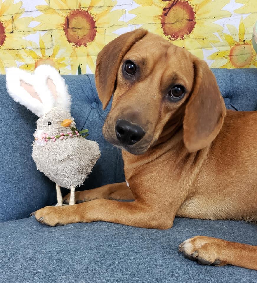 Mezzelune (Major) (Whiskey), Adopted, Young Male Beagle.