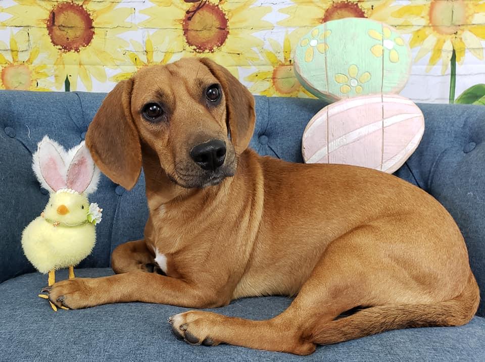 Mezzelune (Major) (Whiskey), a Adopted Beagle in Las Vegas, NV image 2/3