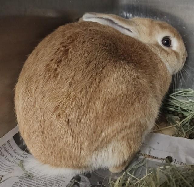 BRETT, Adoptable, Adult Male Bunny Rabbit.