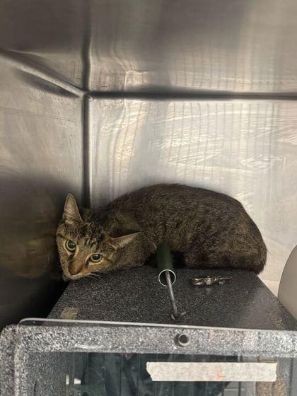 Cruze, Adoptable, Adult Female Domestic Short Hair.