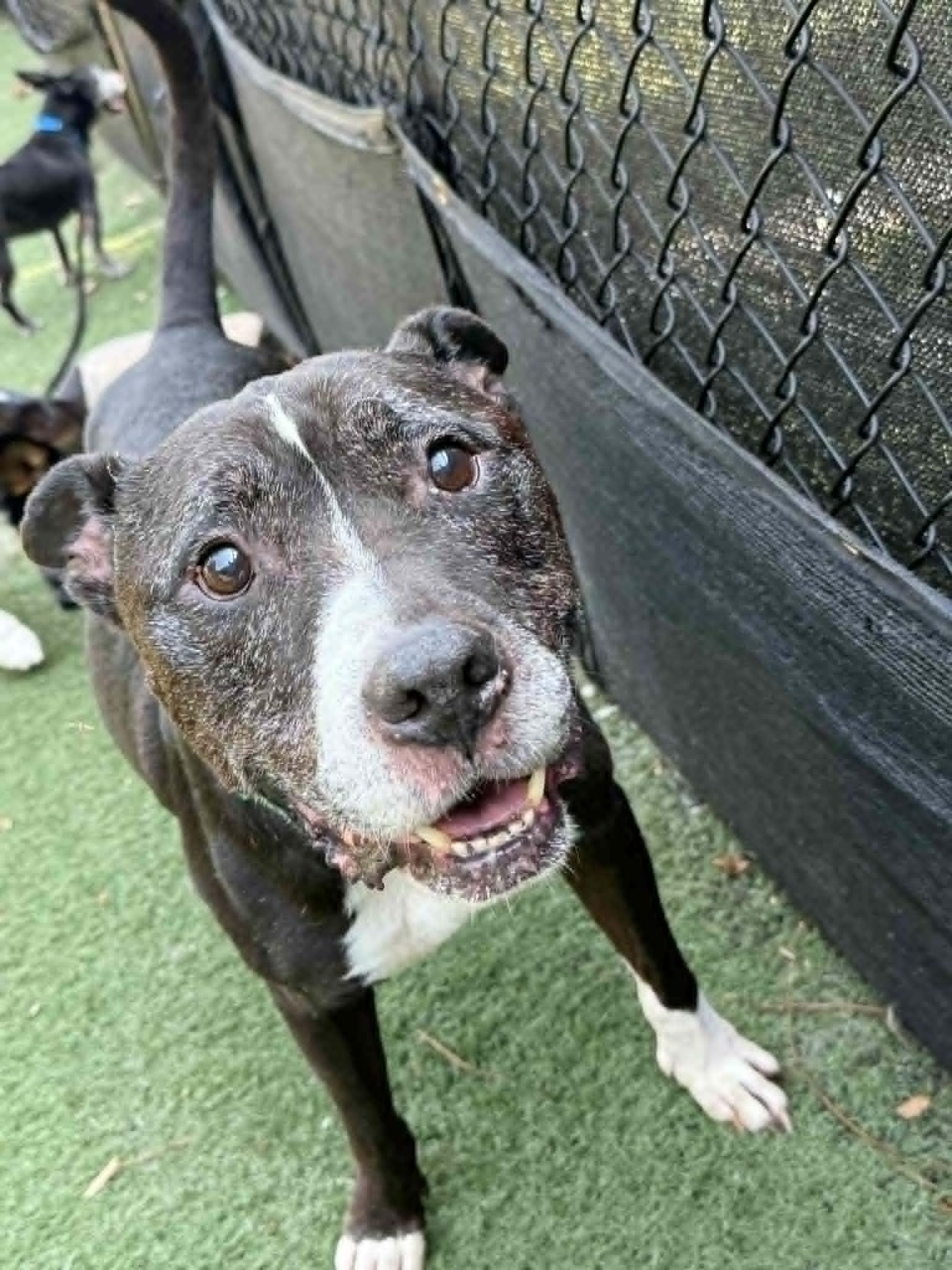 Enlarge Pablo, a ADOPTABLE mixed breed in Groton, CT image 1/1