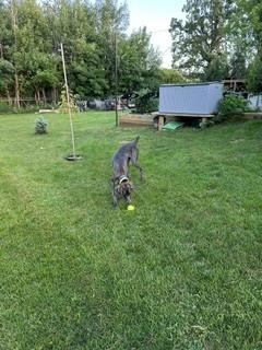 Josie, Adoptable, Puppy Female Weimaraner.