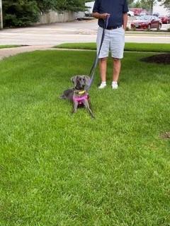 Enlarge Josie, a Adoptable Weimaraner in Grand Rapids, MI image 2/3
