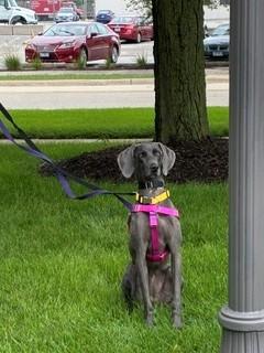 Enlarge Josie, a Adoptable Weimaraner in Grand Rapids, MI image 3/3