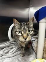 Maritia, a ADOPTABLE Domestic Short Hair in Whitby, ON image 2/2