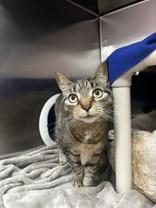 Maritia, ADOPTABLE, Senior Female Domestic Short Hair.