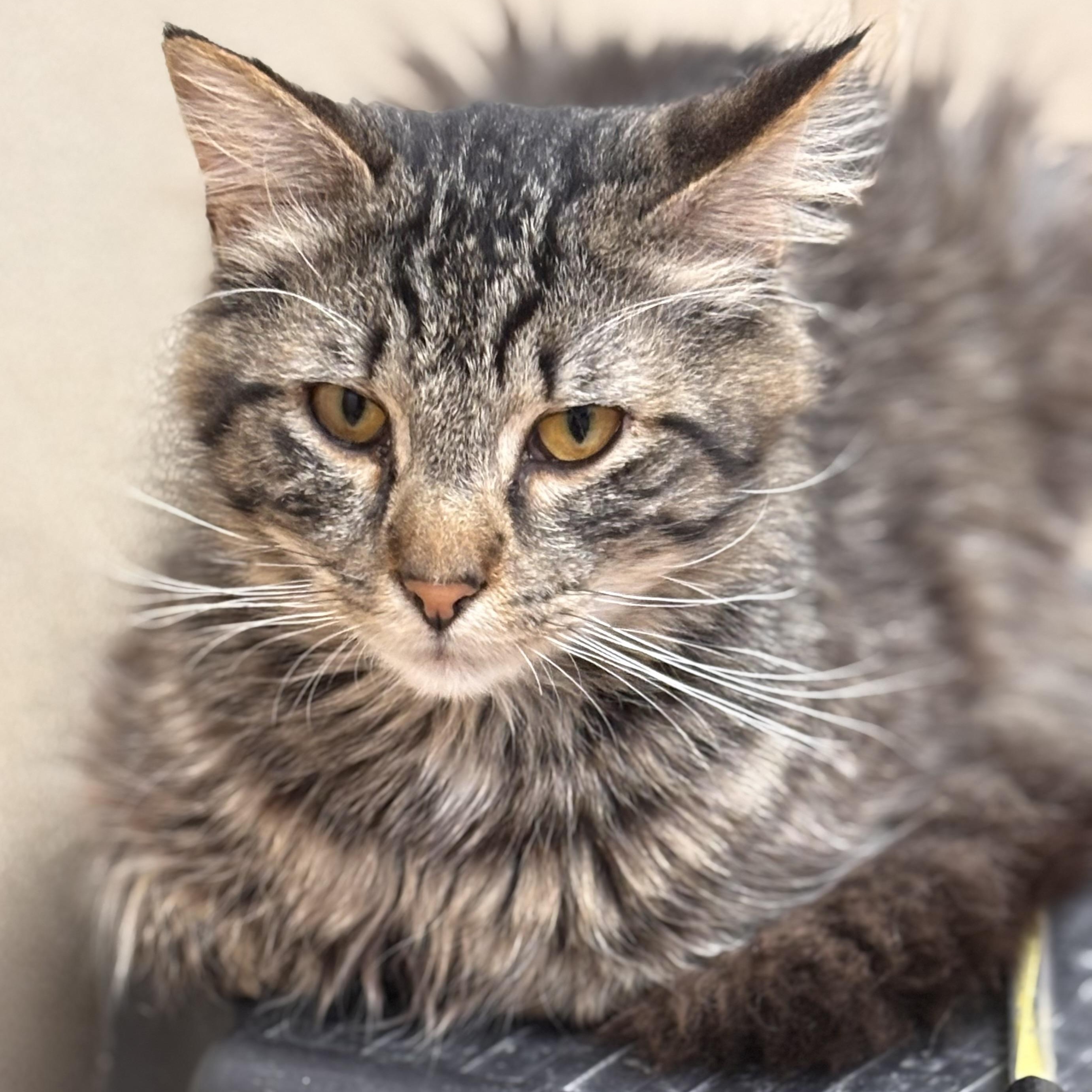 Lugia, adopted, Adult Male Domestic Short Hair & Tiger.