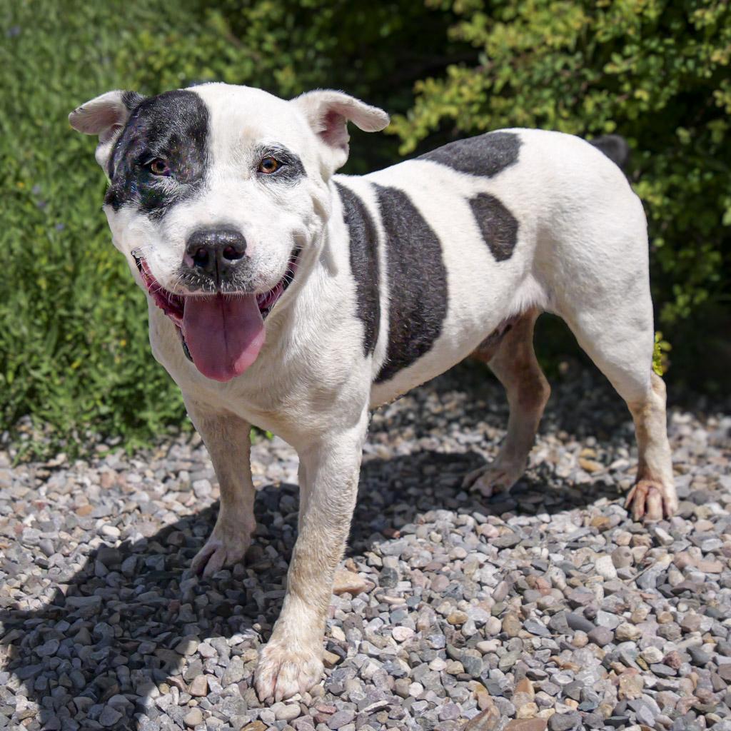 Outrageous Mr Onks ~ American Bully