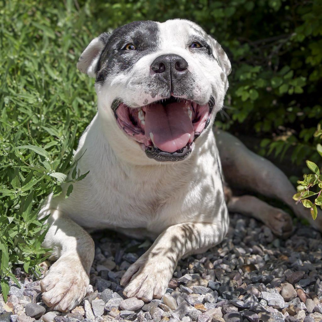 Enlarge Outrageous Mr Onks ~ American Bully, a Adoptable American Bully in Albuquerque, NM image 2/4