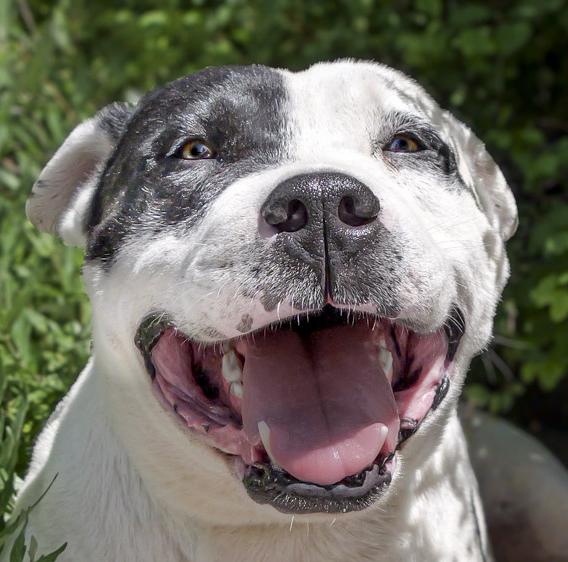 Enlarge Outrageous Mr Onks ~ American Bully, a Adoptable American Bully in Albuquerque, NM image 1/5