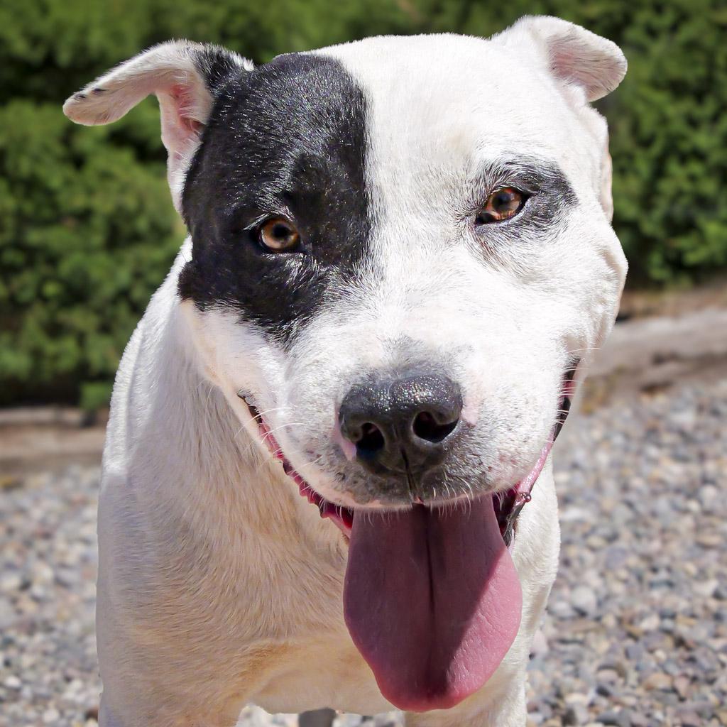 Outrageous Mr Onks ~ American Bully