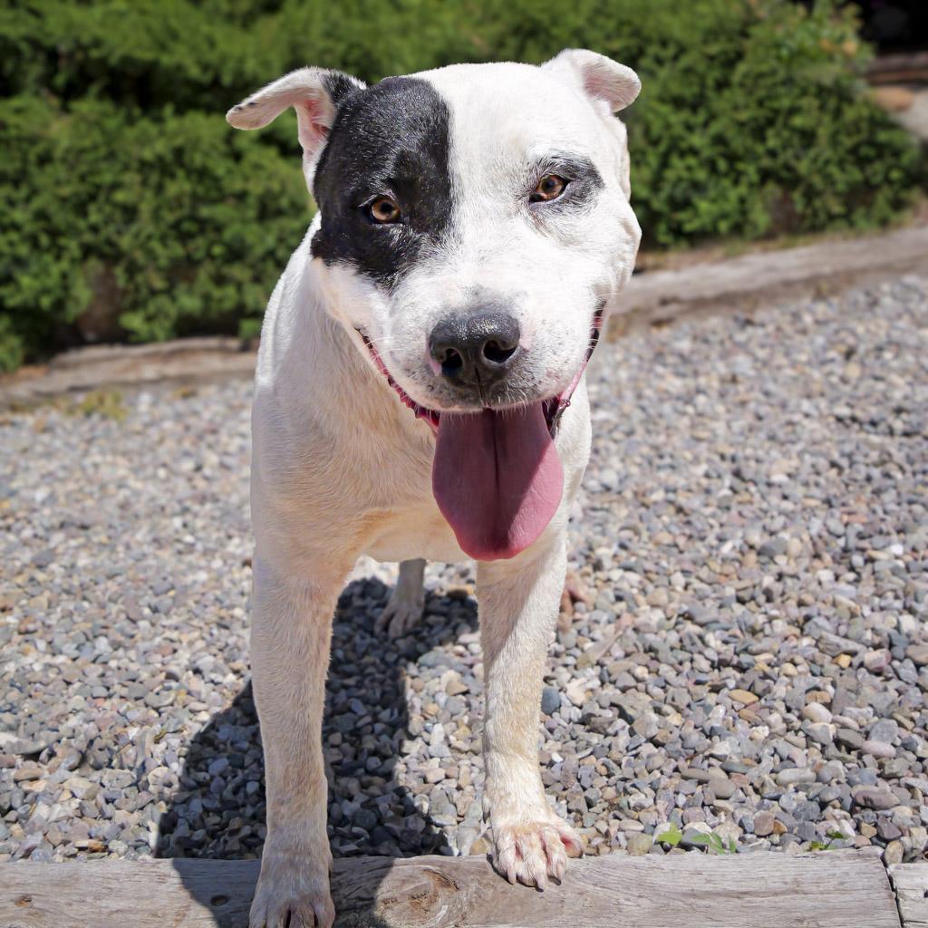 Enlarge Outrageous Mr Onks ~ American Bully, a Adoptable American Bully in Albuquerque, NM image 3/4