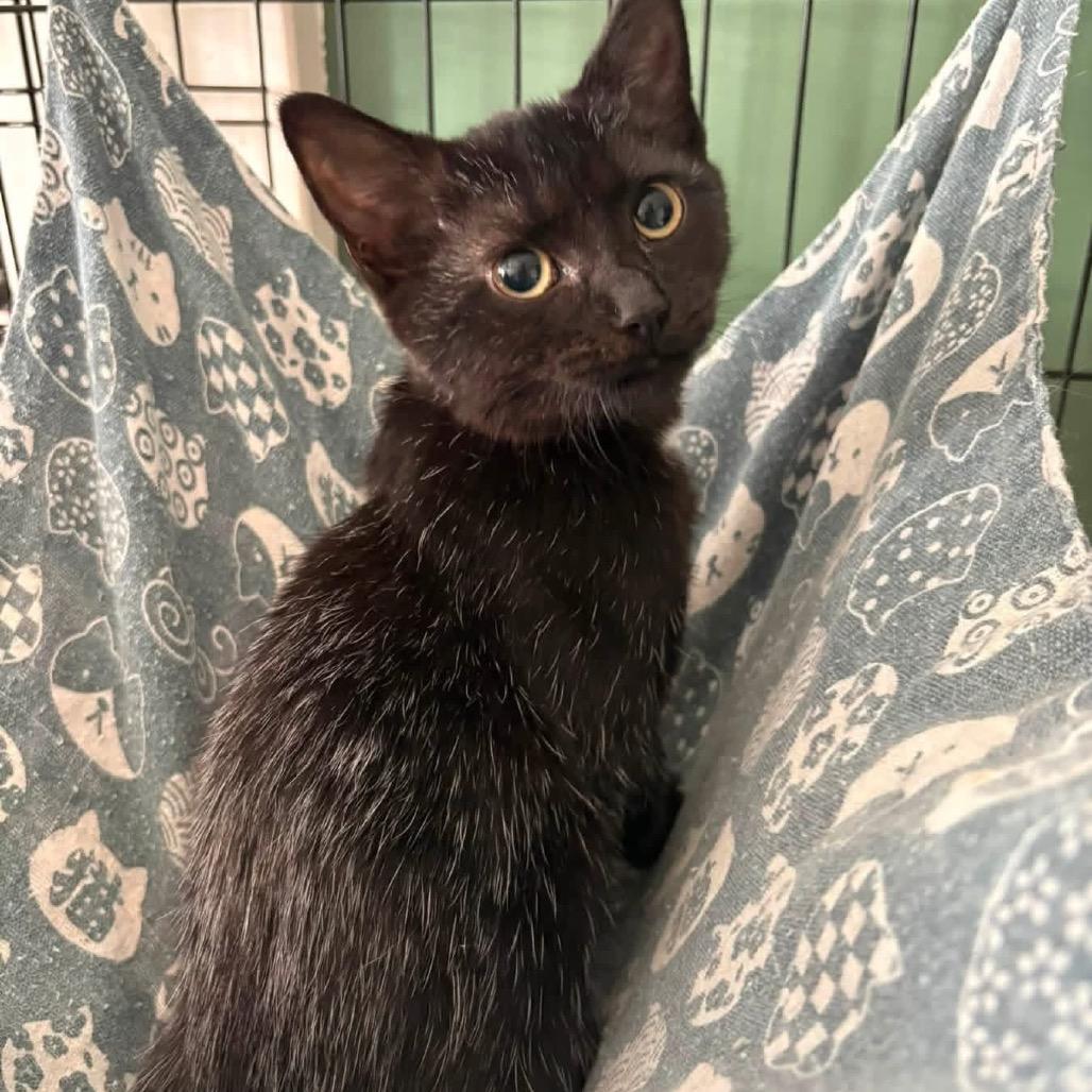 Rhubarb, Adoptable, Kitten Female Domestic Short Hair.