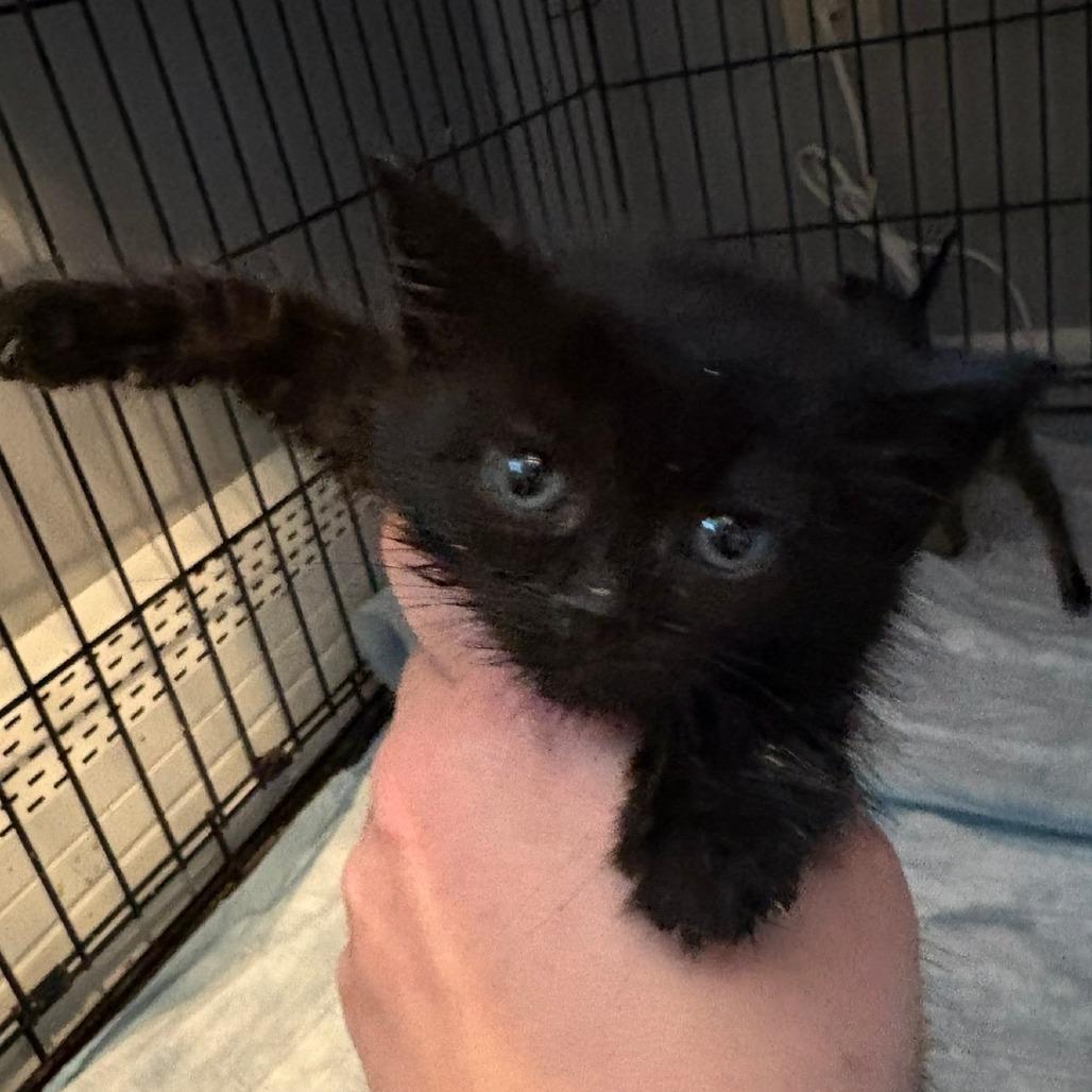 Enlarge Rhubarb, a Adoptable Domestic Short Hair in Johnstown, PA image 2/2