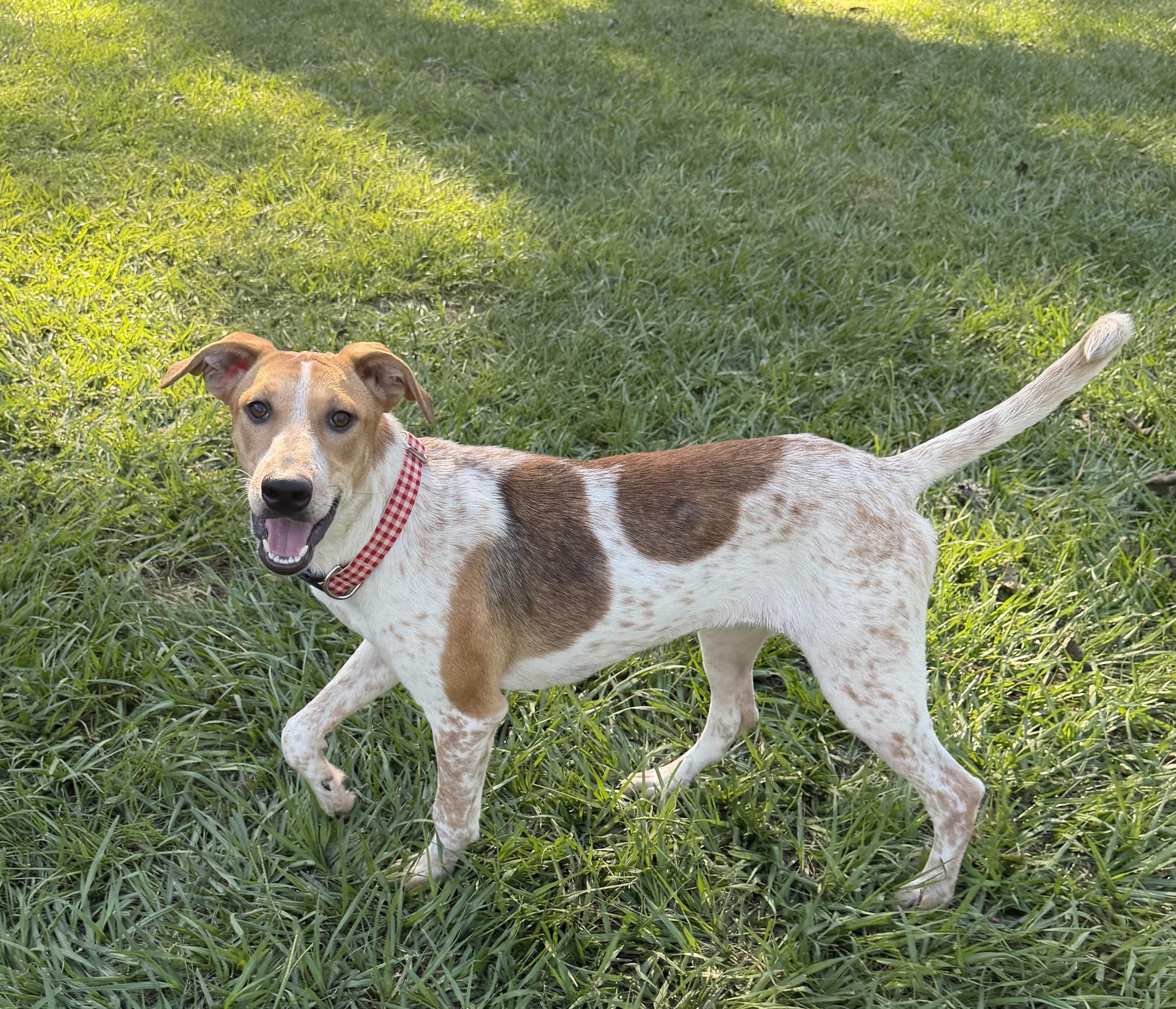 Enlarge Gemma, a Adoptable mixed breed in Cheektowaga, NY image 3/3