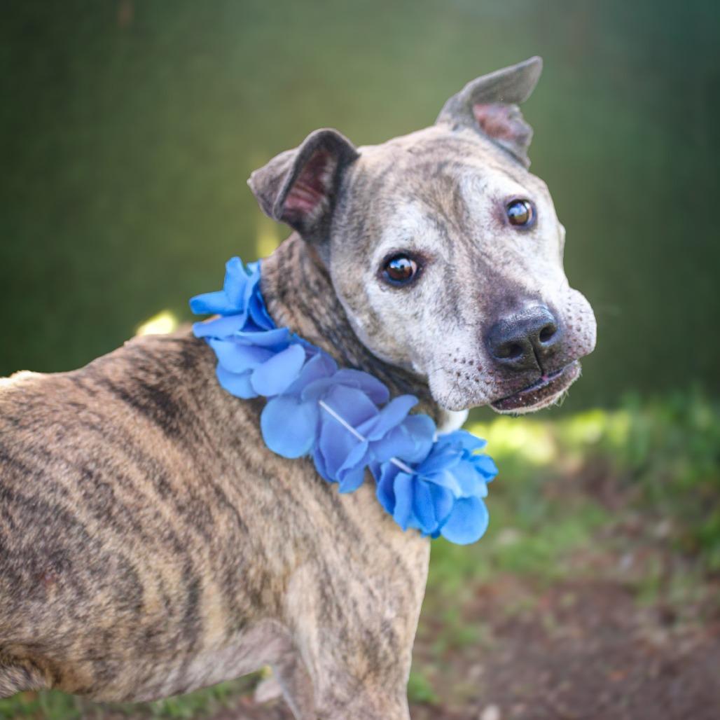 Enlarge Chance, a Adoptable Mixed Breed in Lake Jackson, TX image 1/2