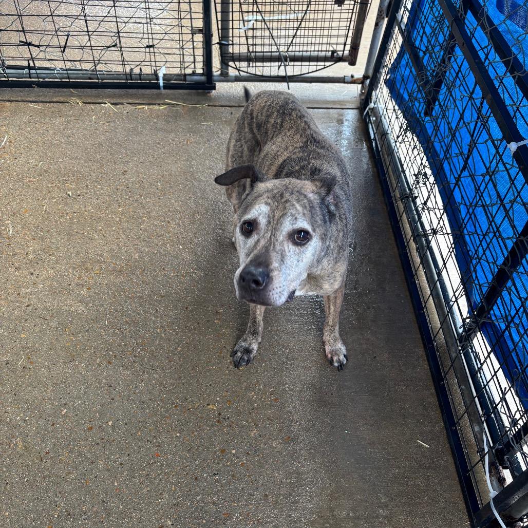 Enlarge Chance, a Adoptable Mixed Breed in Lake Jackson, TX image 2/2