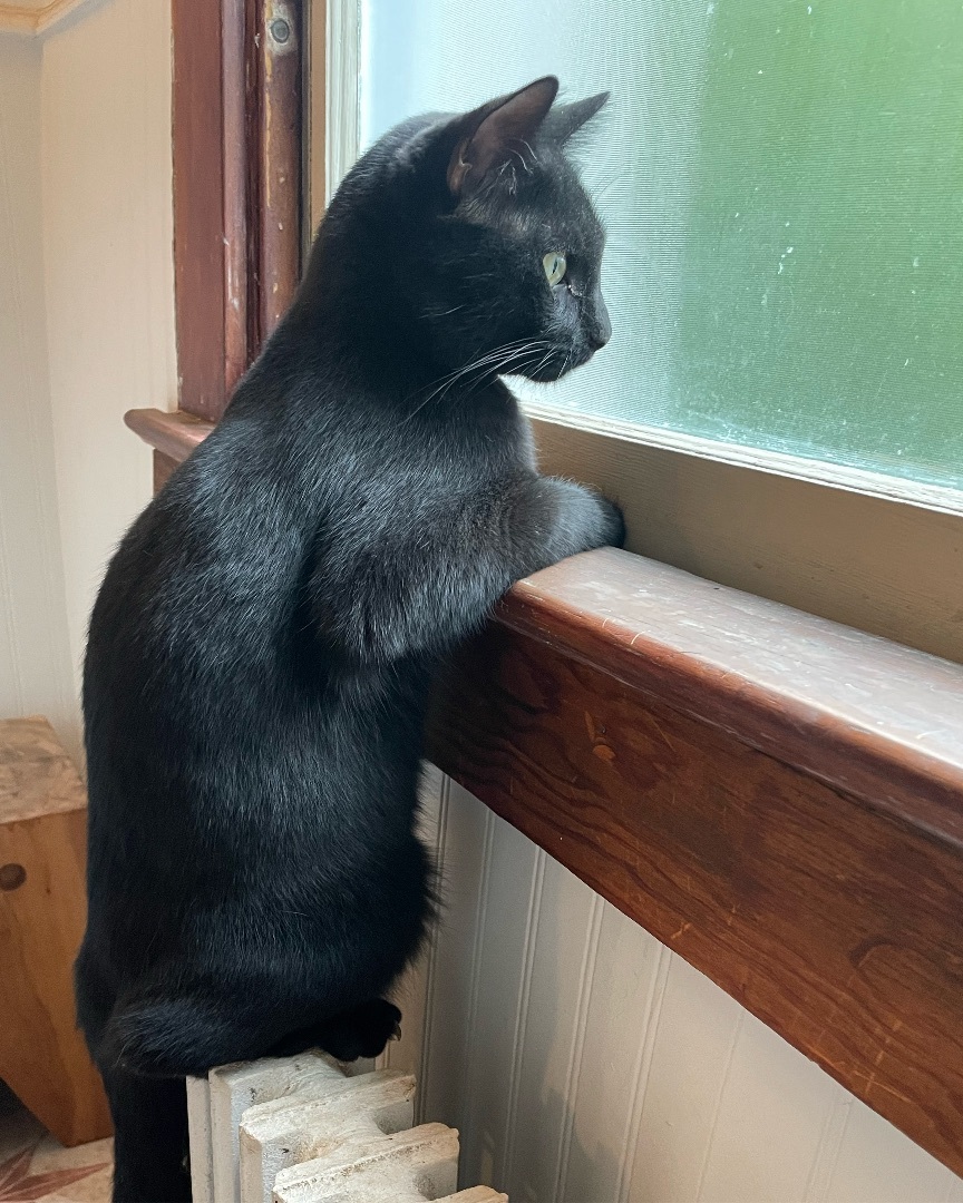 Enlarge Richard, a Adopted American Shorthair in New Kensington, PA image 1/2