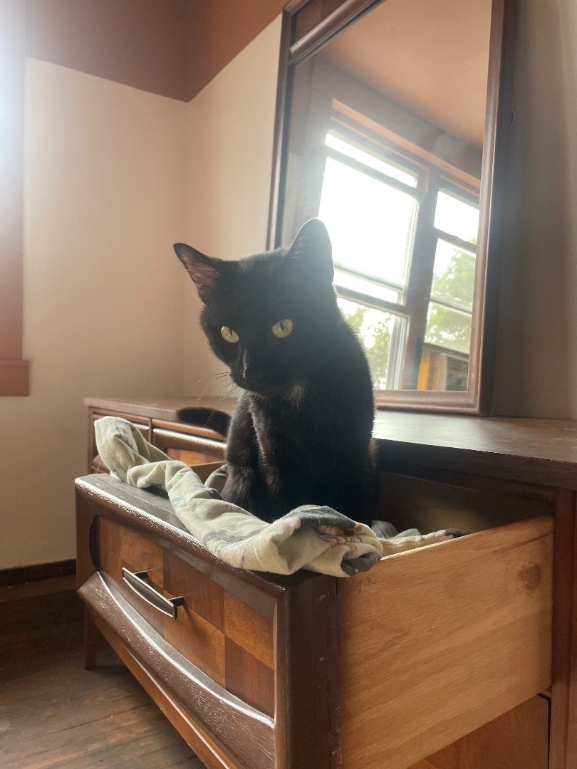 Enlarge Richard, a Adopted American Shorthair in New Kensington, PA image 2/2