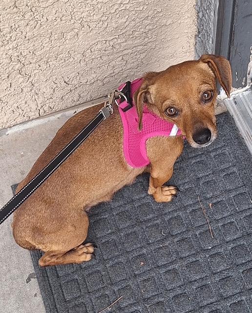 Puppy Oreo Girl - Las Vegas, Adoptable, Puppy Female Dachshund & Chihuahua.