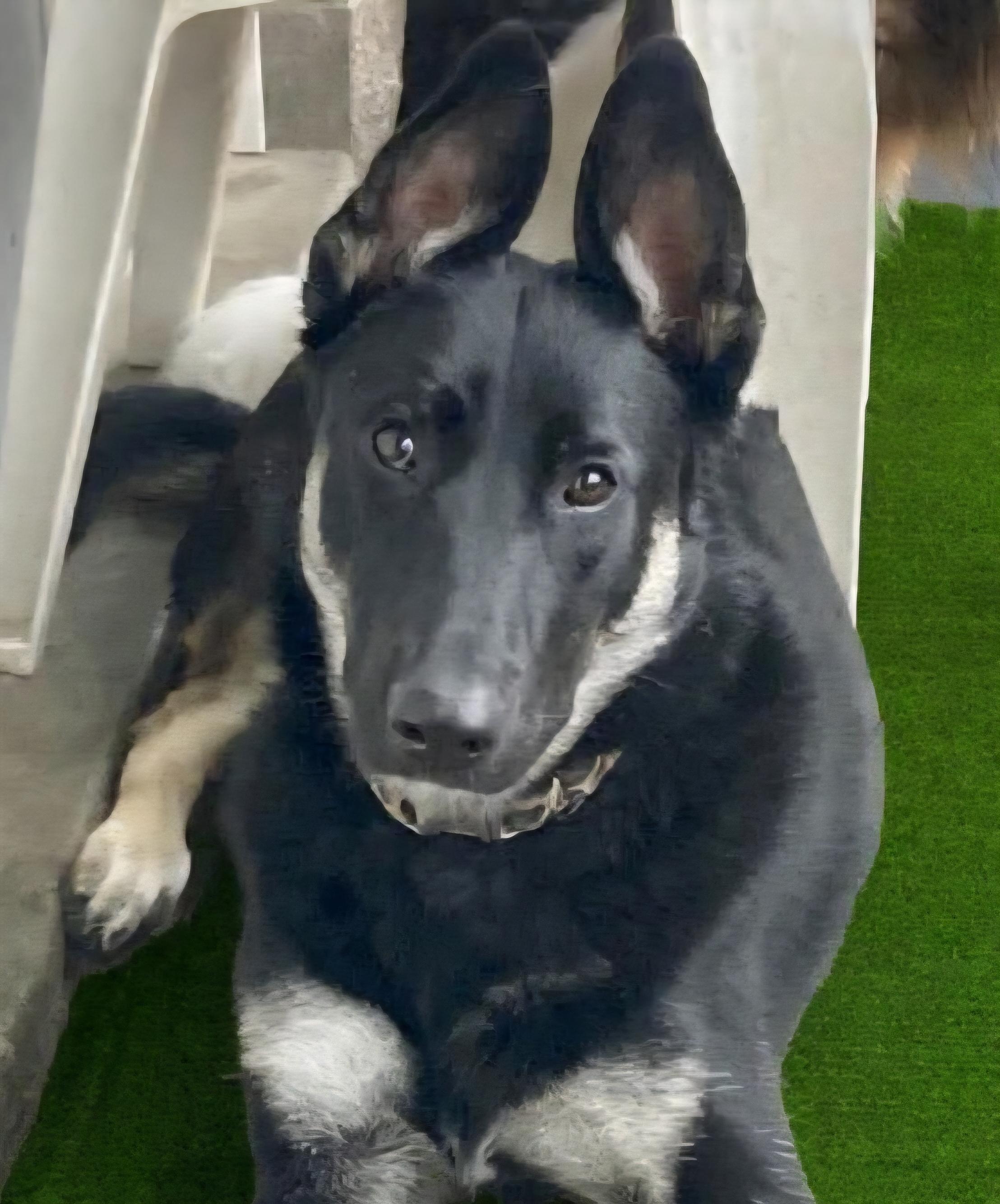 Nova, ADOPTABLE, Young Female German Shepherd Dog.