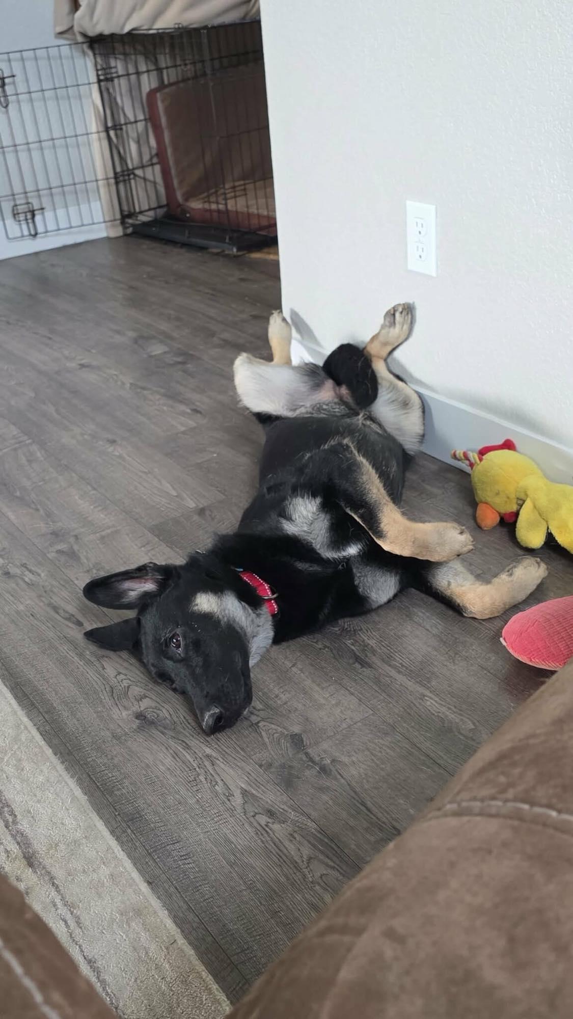 Enlarge Nova, a ADOPTABLE mixed breed in Roseburg, OR image 5/6