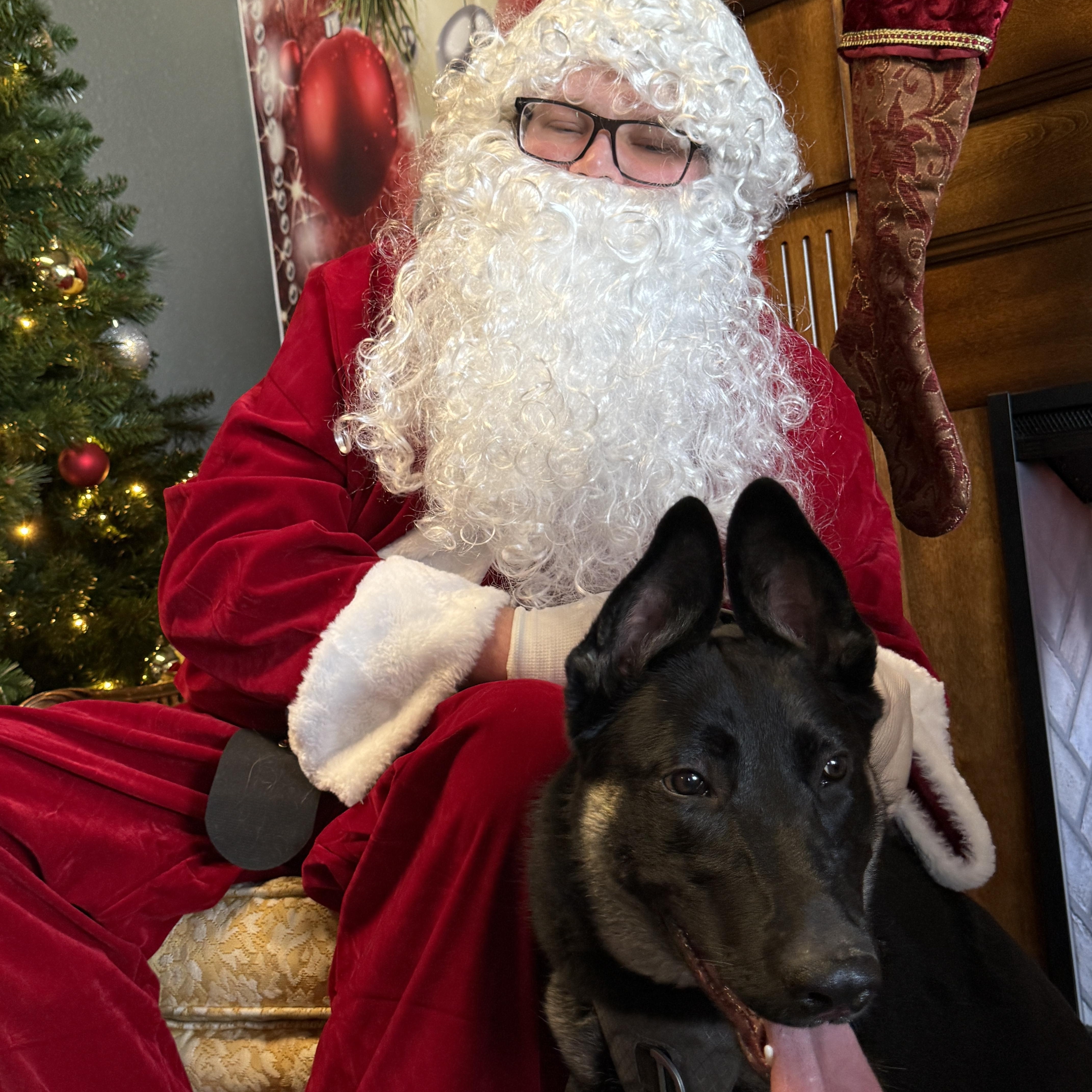 Nova, ADOPTABLE, Young Female German Shepherd Dog.