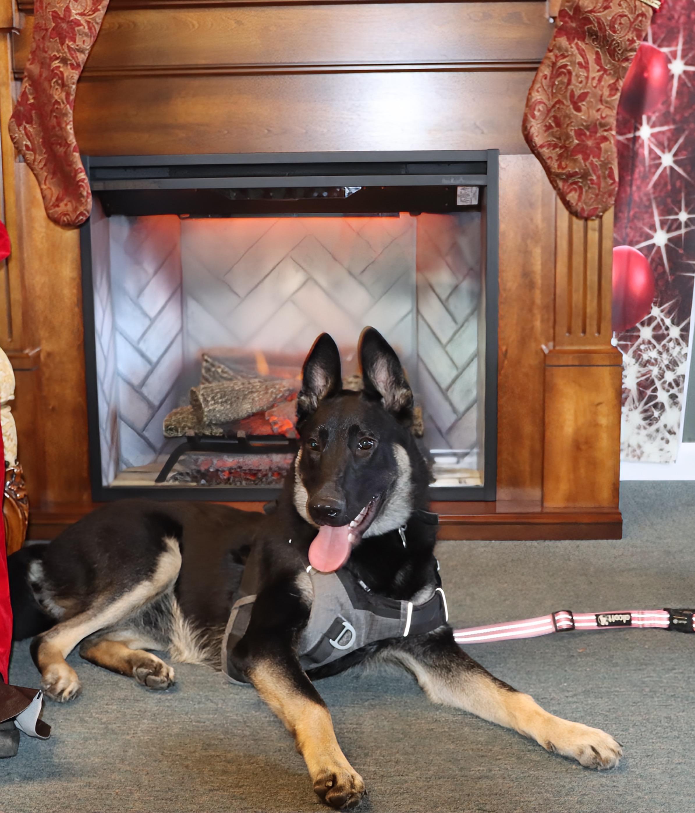 Nova, a ADOPTABLE mixed breed in Roseburg, OR image 2/6