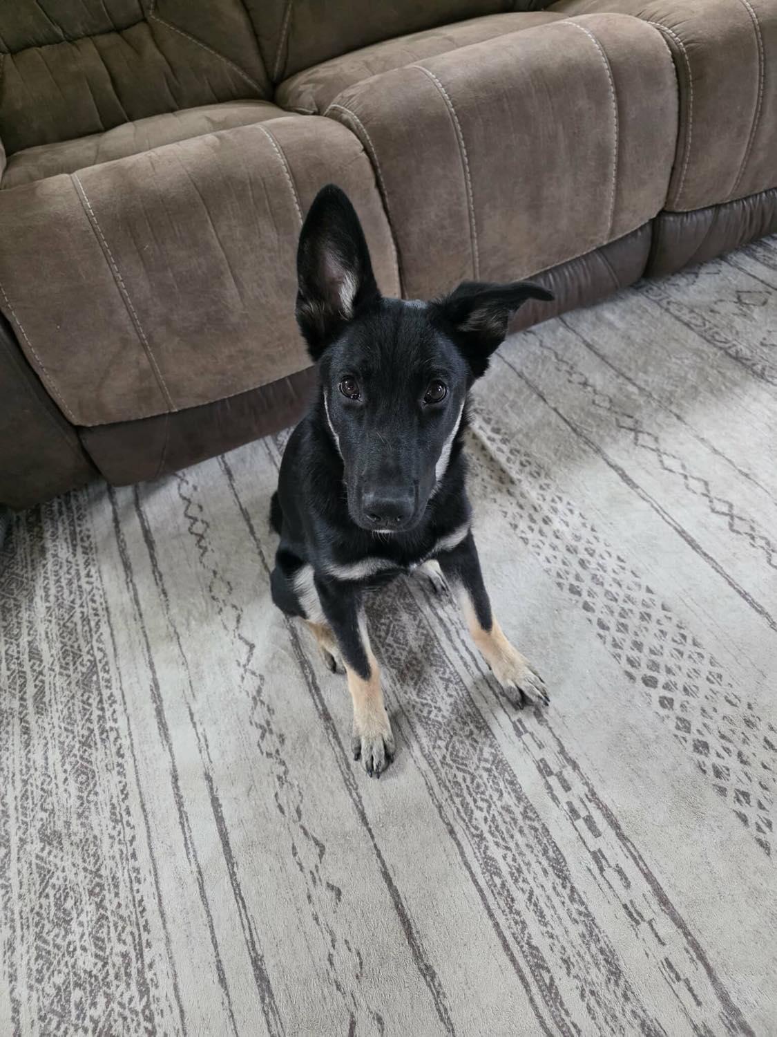 Enlarge Nova, a ADOPTABLE mixed breed in Roseburg, OR image 3/6