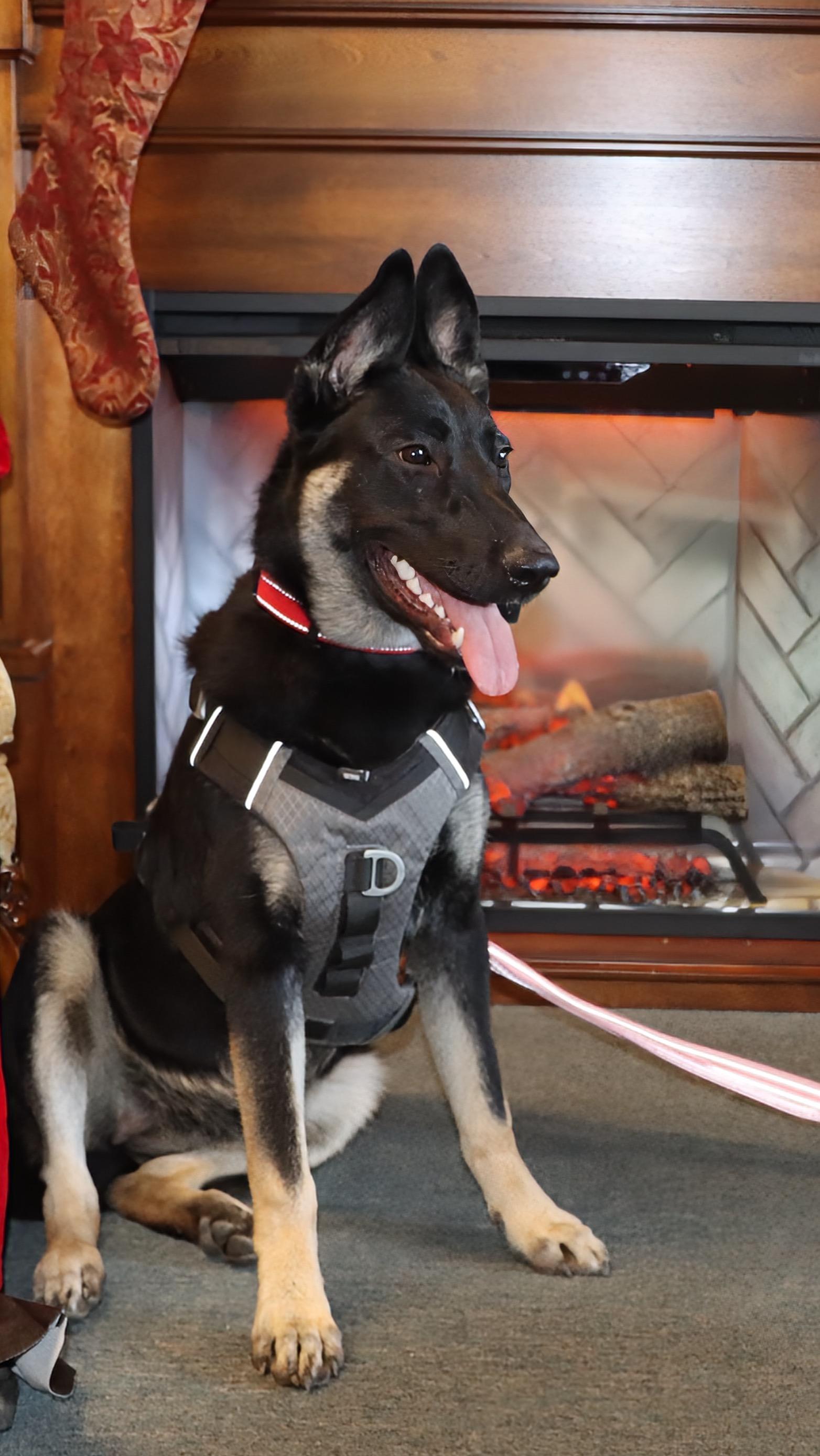 Nova, a ADOPTABLE mixed breed in Roseburg, OR image 3/6