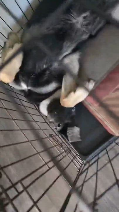 Enlarge Nova, a ADOPTABLE mixed breed in Roseburg, OR video 6/6