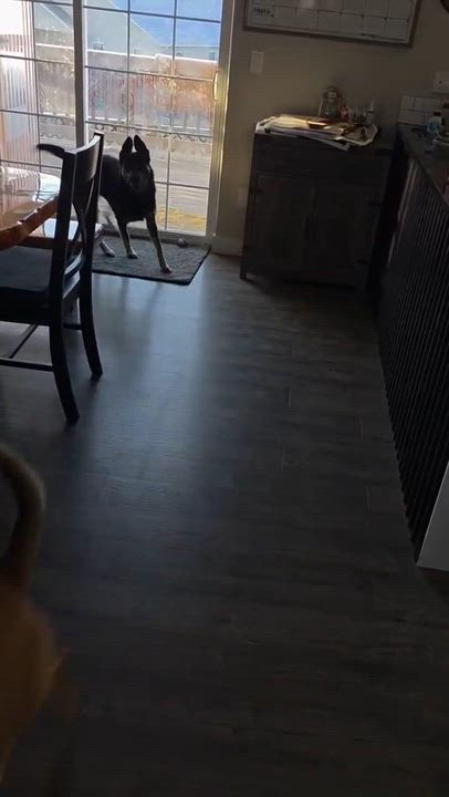 Enlarge Nova, a ADOPTABLE mixed breed in Roseburg, OR video 6/6