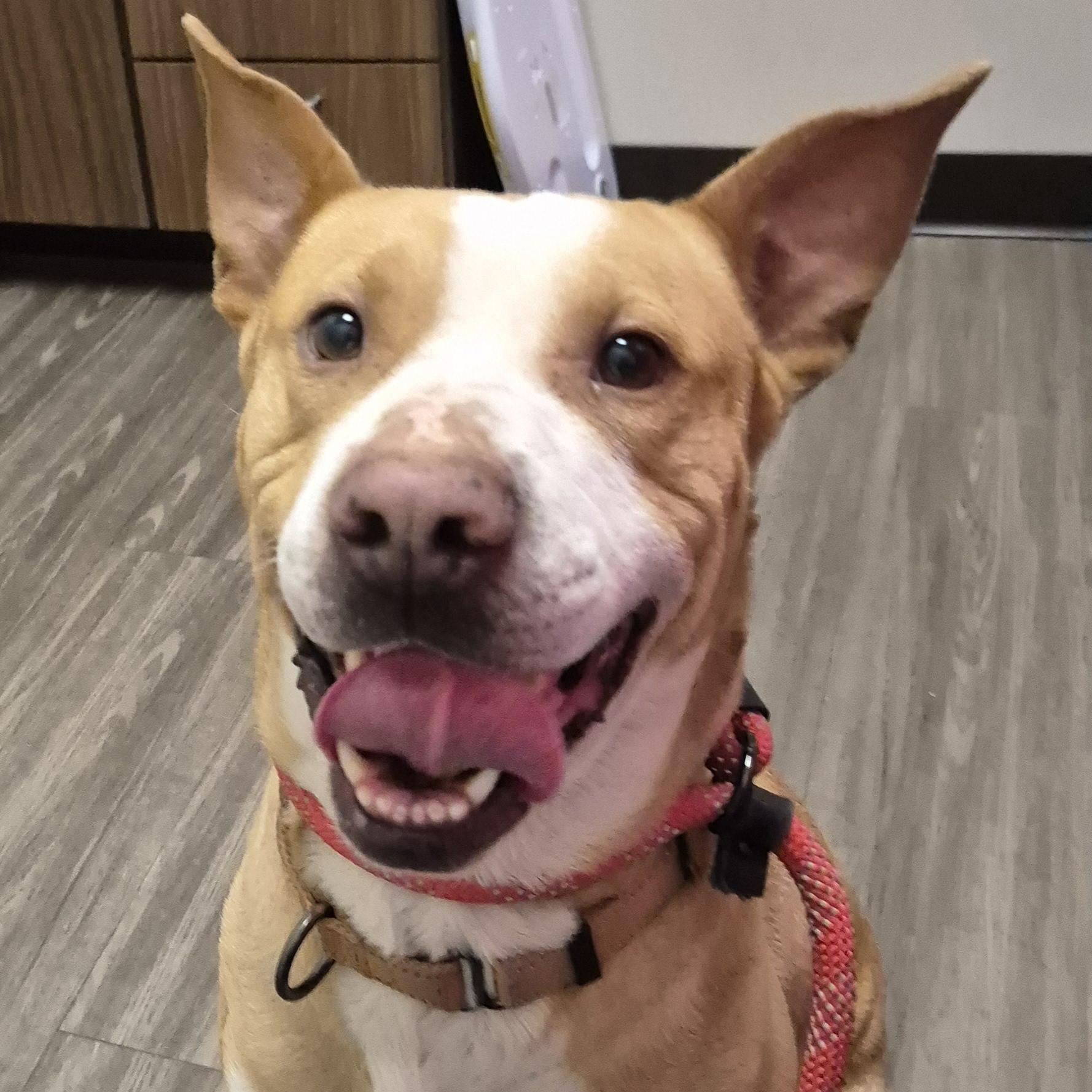 Anna The Sweetheart, Young Female Staffordshire Bull Terrier